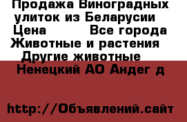 Продажа Виноградных улиток из Беларусии › Цена ­ 250 - Все города Животные и растения » Другие животные   . Ненецкий АО,Андег д.